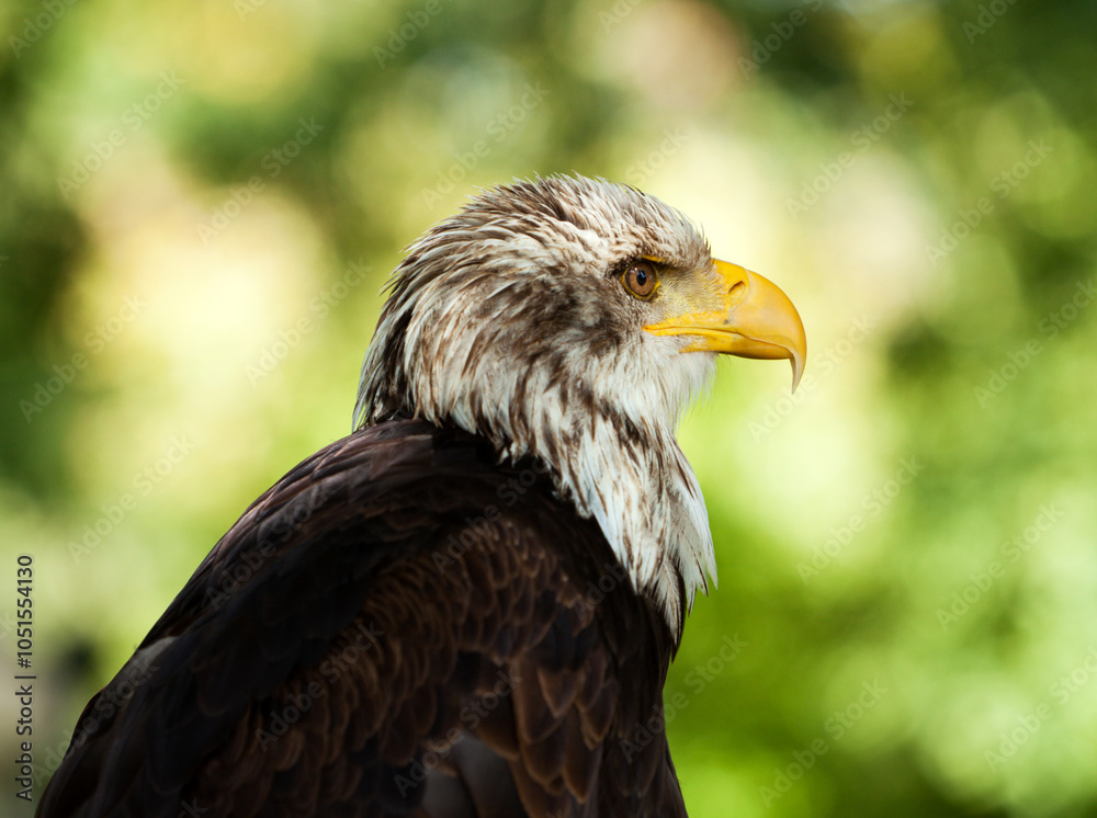 Obraz premium Close-Up Portrait of a Bald Eagle