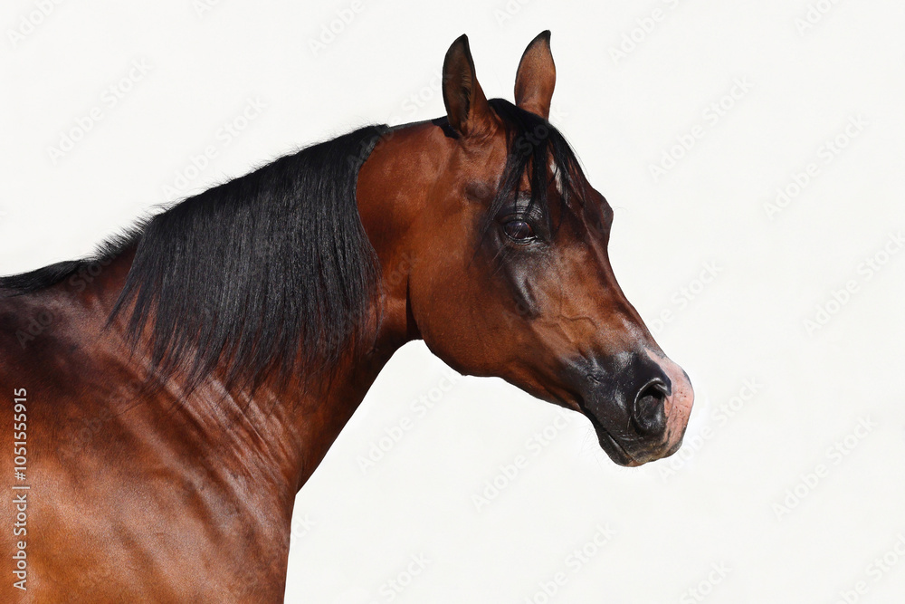 Arabian race horse portrait in white background