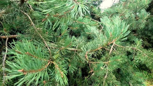 Pine Tree Swaying in St Andrews