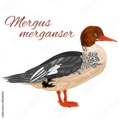 Mergus merganser young cute water bird duck with colorful feathers watercolor vector illustration editable hand draw