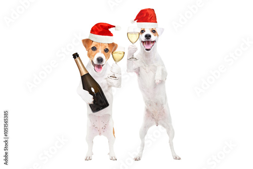 Photography Portrait of two Jack Russell Terrier dogs wearing a Christmas hat standing on hi