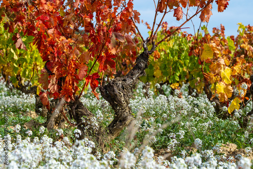 Vibrantly hued vineyard featuring rows of grapevines with fiery red and yellow leaves, highlighted with contrasting white wildflowers in the foreground, symbolizing life's cycles in La Rioja Spain photo