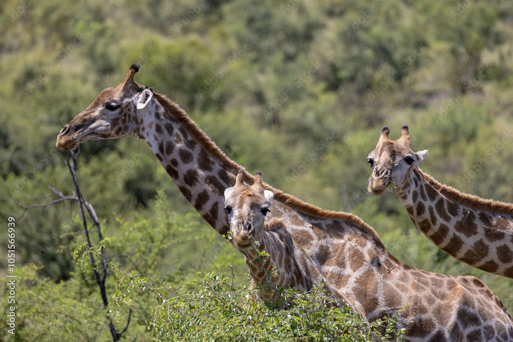 Obraz premium Giraffes eating