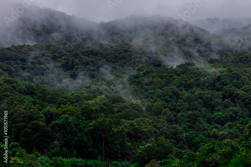 natural background of many species of plants that are laid out in the park, for the propagation of the species and to provide shade for those who stop by while traveling to study the ecology.