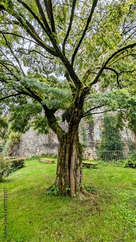 PROVINS (Seine-et-Marne)