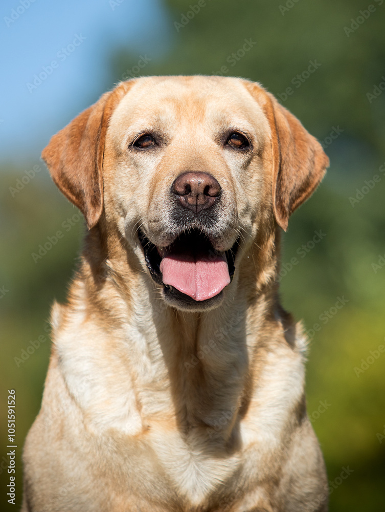 Portrait of a golden labrador outdoor Portrait of a golden labrador outdoor