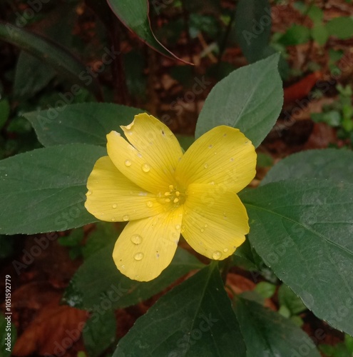 Title
Close-Up of Yellow Flower with Dew Drops on Green Leaves

description
Vibrant yellow flower with dewdrops on petals and lush green leaves. Captures the freshness and beauty of nature in the morn photo