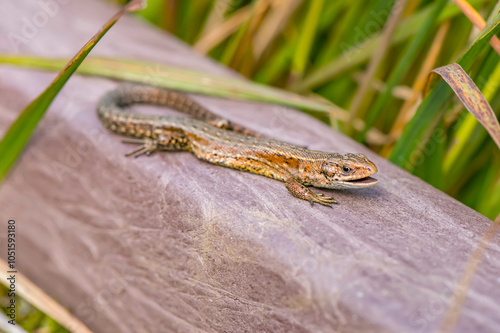 Common Lizard on a wall, close up photo