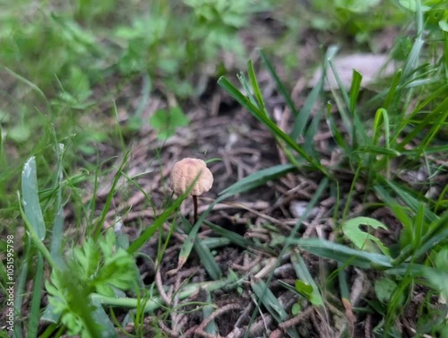 Fungo tra l'erba selvatica con la rugiada in autunno