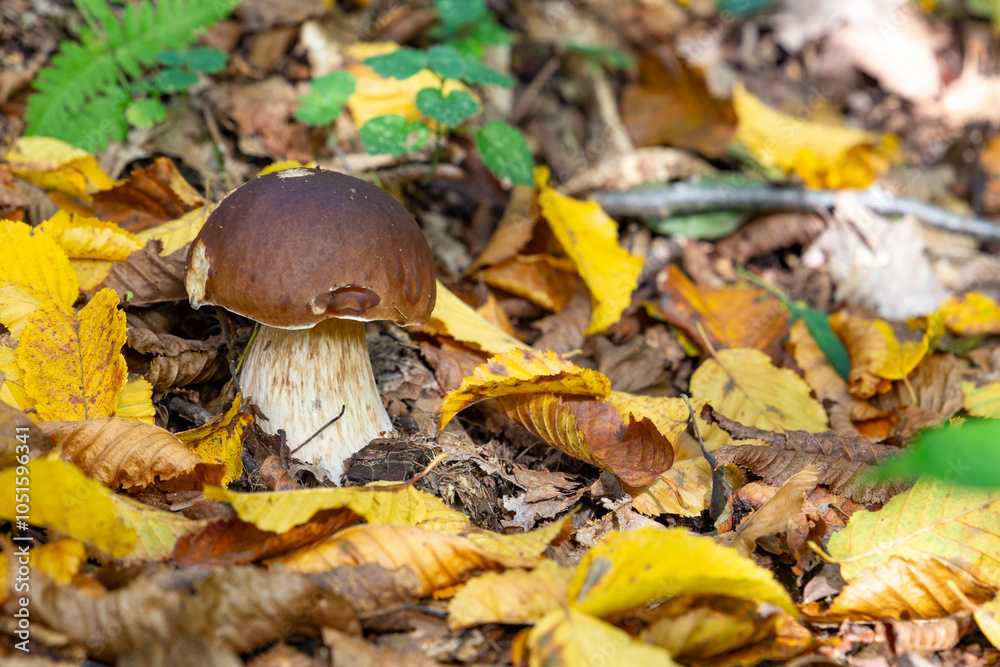 Big white mushroom - (porcini or boletus) in autumn forest.