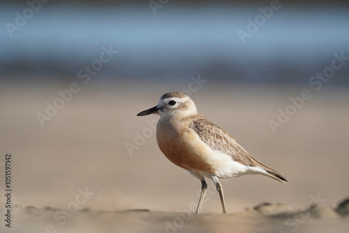 Red breasted dotterel on a sea shore on a beautiful evening
