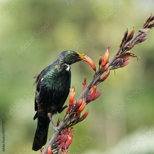 Tui feeding on nectar from blooming buds photo