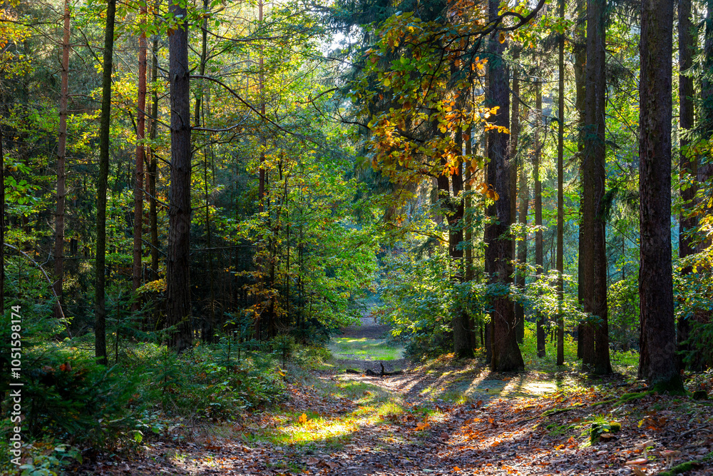 Path through autumn forest. Bright sunny day.