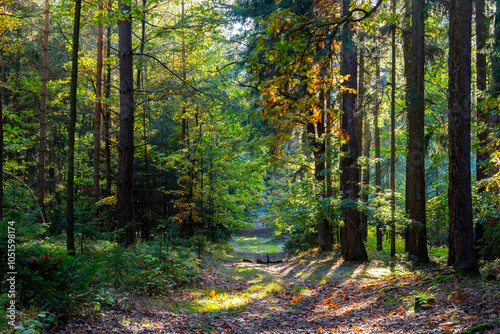 Obraz na płótnie Path through autumn forest. Bright sunny day. w salonie