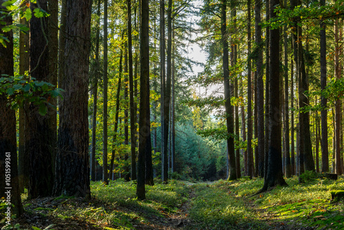 Obraz na płótnie Path through autumn forest. Bright sunny day. w salonie