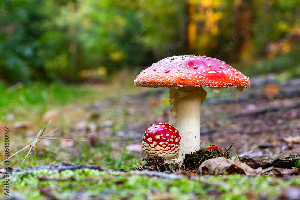 Fly agaric mushroom - in autumn forest.