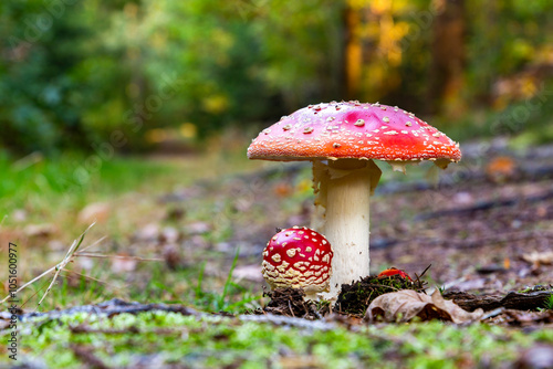 Obraz na płótnie Fly agaric mushroom - in autumn forest. w salonie