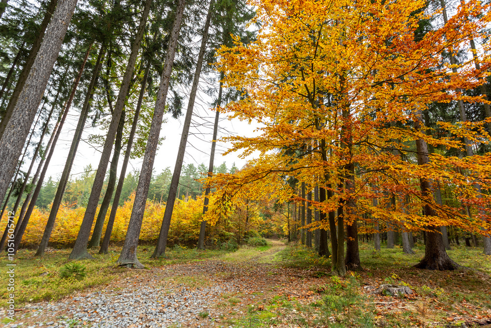 A road in a colorful autumn forest.