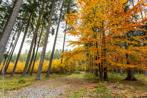 Obraz na płótnie A road in a colorful autumn forest. w salonie