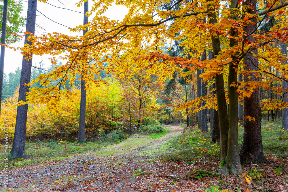 A road in a colorful autumn forest.