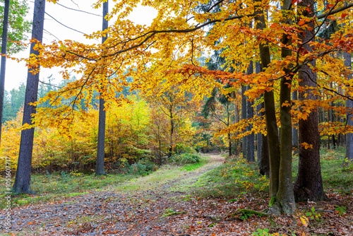 A road in a colorful autumn forest.