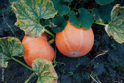 Two Large Orange Pumpkins Growing in a Lush Green Garden