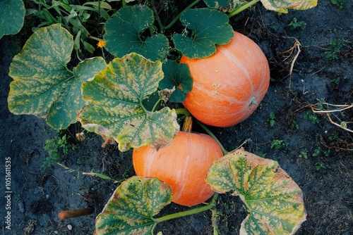 Two Large Orange Pumpkins Growing in a Lush Green Garden
