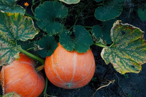 Two Large Orange Pumpkins Growing in a Lush Green Garden