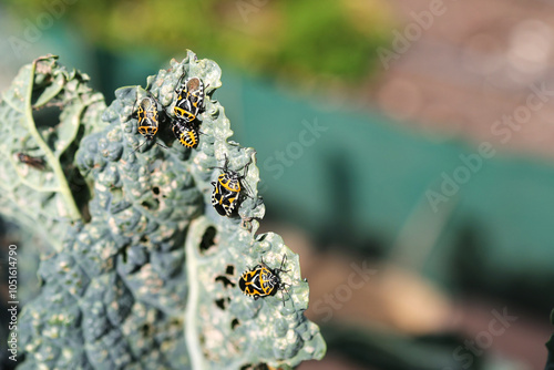 A lot of brown marmorated stink bugs Halyomorpha halys agricultural pest are eating kale leaves. photo