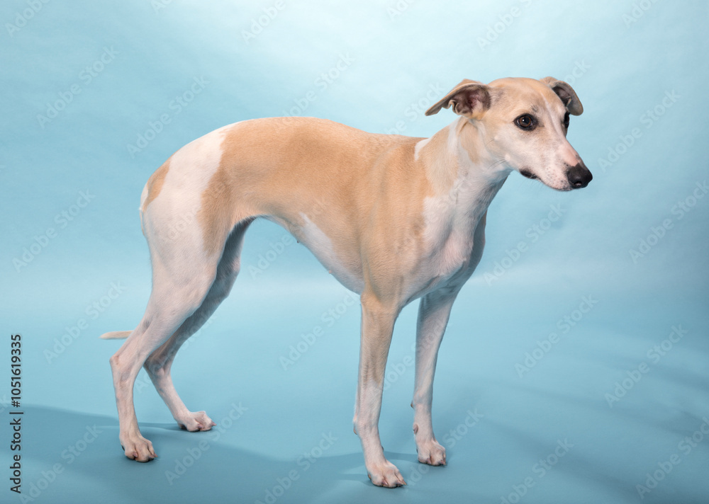 Purebred Whippet sighthound on blue background