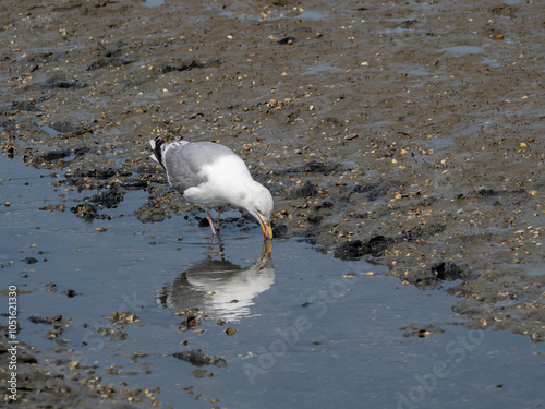 Eine Möwe pickt in einem Priel im Watt nach Nahrung und spiegelt sich dabei im Wasser 