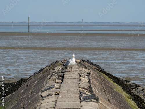 Eine Möwe sitzt auf einer Buhne mit Blick zum Betrachter und dem Wattenmeer und einer entfernten Insel im Hintergrund