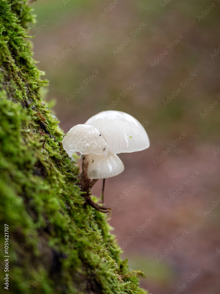 Buchen-Schleimrübling (Mucidula mucida) auf einem Stück Totholz im herbstlichen Wald vor unscharfem braun-grünem Hintergrund Buchen-Schleimrübling (Mucidula mucida) auf einem Stück Totholz im herbstlichen Wald vor unscharfem braun-grünem Hintergrund