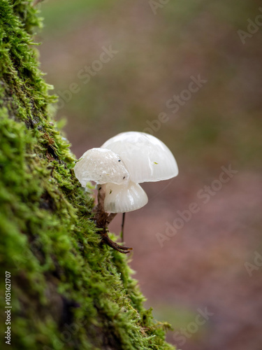 Buchen-Schleimrübling (Mucidula mucida) auf einem Stück Totholz im herbstlichen Wald vor unscharfem braun-grünem Hintergrund