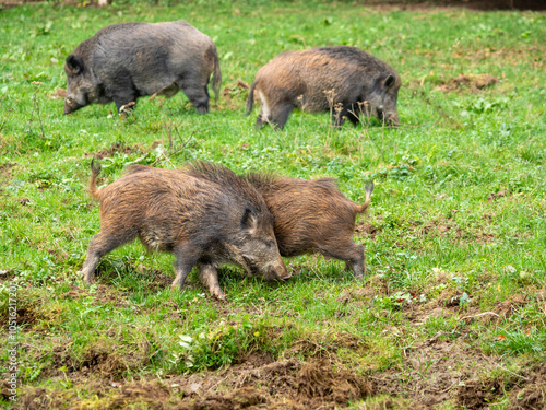 Spielende Wildschweine auf einem Acker mit schlammigen Stellen auf grüner Wiese im Herbst
