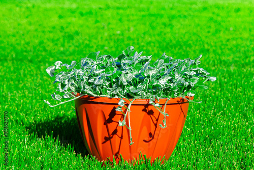 Dichondra flower. evergreen climbing plant. Flowers are planted in a pot. forms a climbing cover. on the surface of the earth. To decorate the landscape. In a green meadow. photo