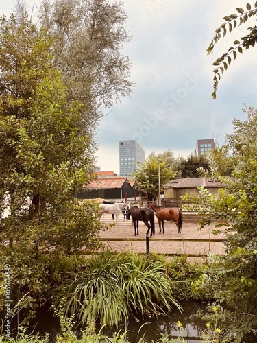 Photography fattoria e cavalli ad amsterdam