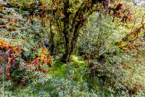 Close-up natural background of the forest atmosphere on top of Doi Inthanon in Chiang Mai, which is the highest and coldest area in Thailand. Tourists always like to come to see nature. photo