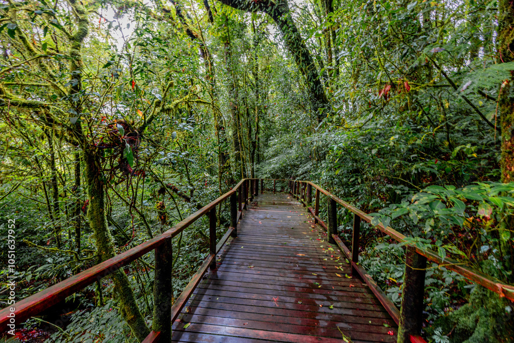 Fototapeta premium The natural background of the mountain atmosphere, green rice fields and many kinds of plants surrounding, rainbow and a walkway to see the completeness of the ecosystem.