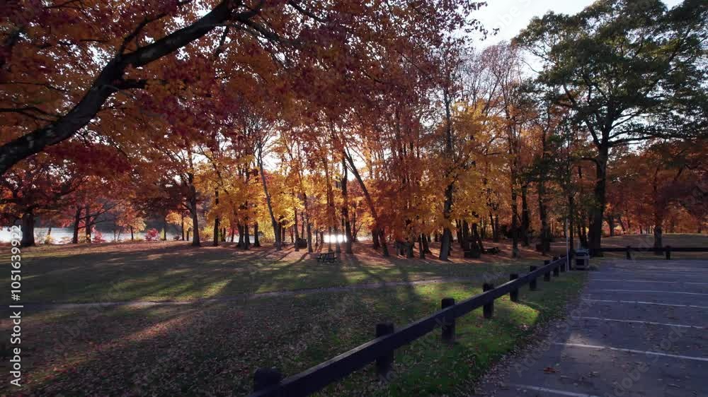 Dollying towards autumn foliage in a park on the shore of a lake. The sun sets behind trees with orange leaves. A peaceful, meditative and beautiful nature scene. Dollying towards autumn foliage in a park on the shore of a lake. The sun sets behind trees with orange leaves. A peaceful, meditative and beautiful nature scene.