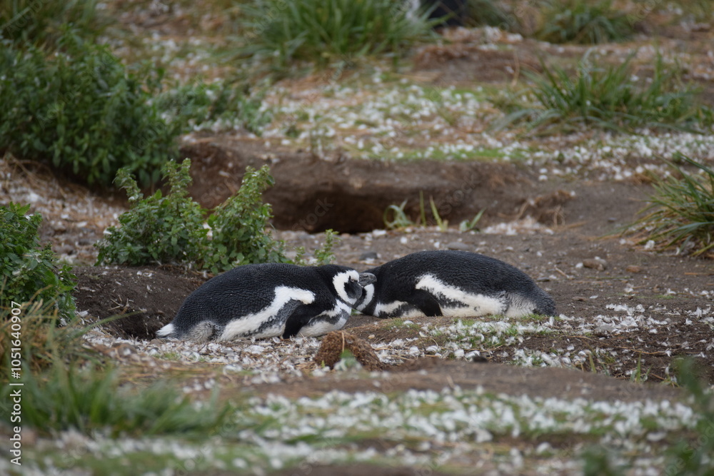 Naklejka premium two penguins sleeping in the grass