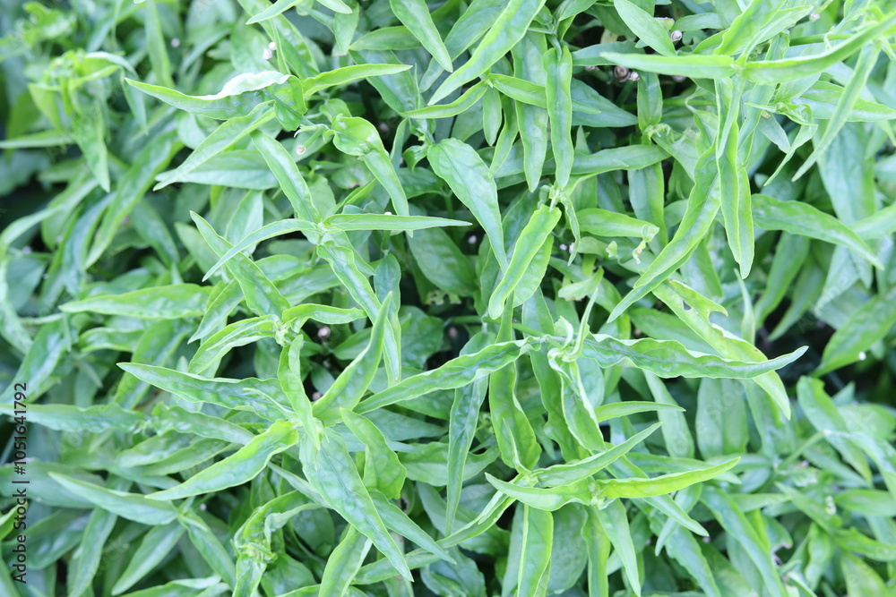 Natural green wallpaper closeup background Natural green wallpaper closeup background