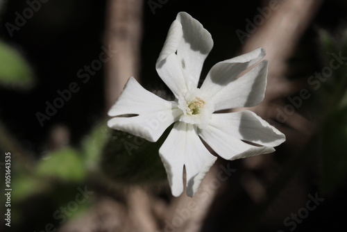 Flores brancas de Silene latifolia photo