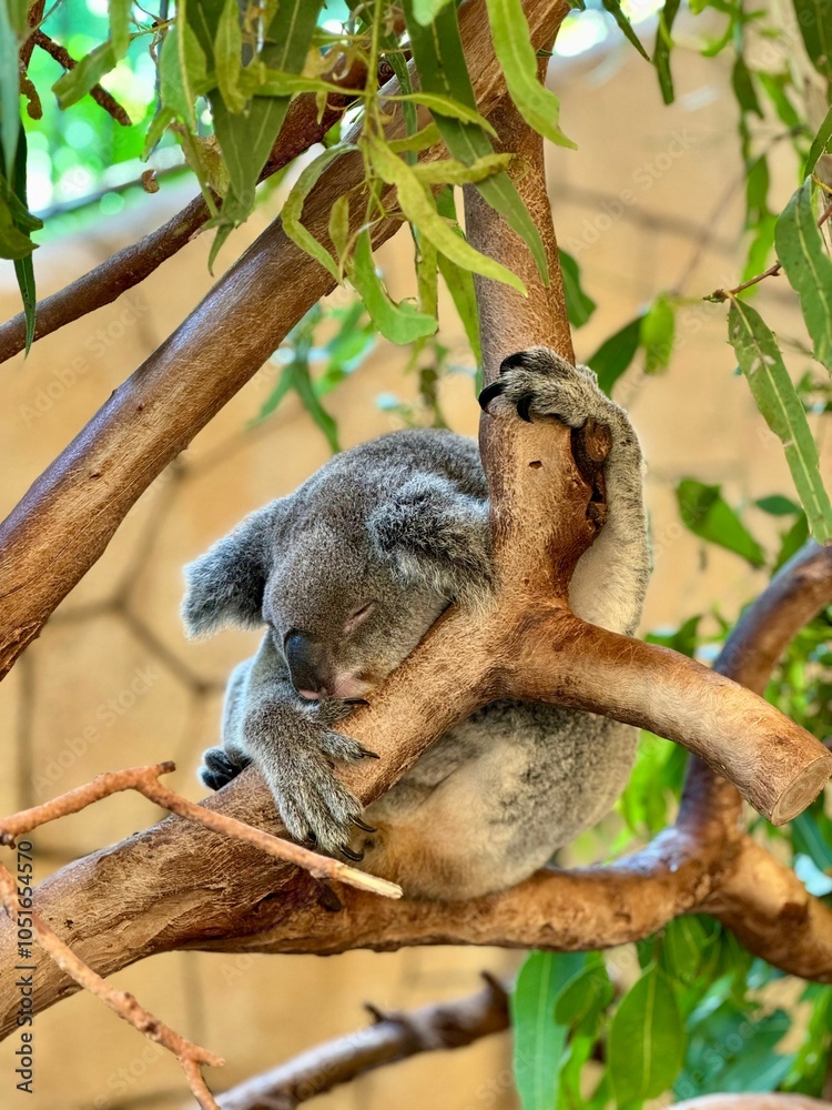 Fototapeta premium Sleeping koala on a tree branch.