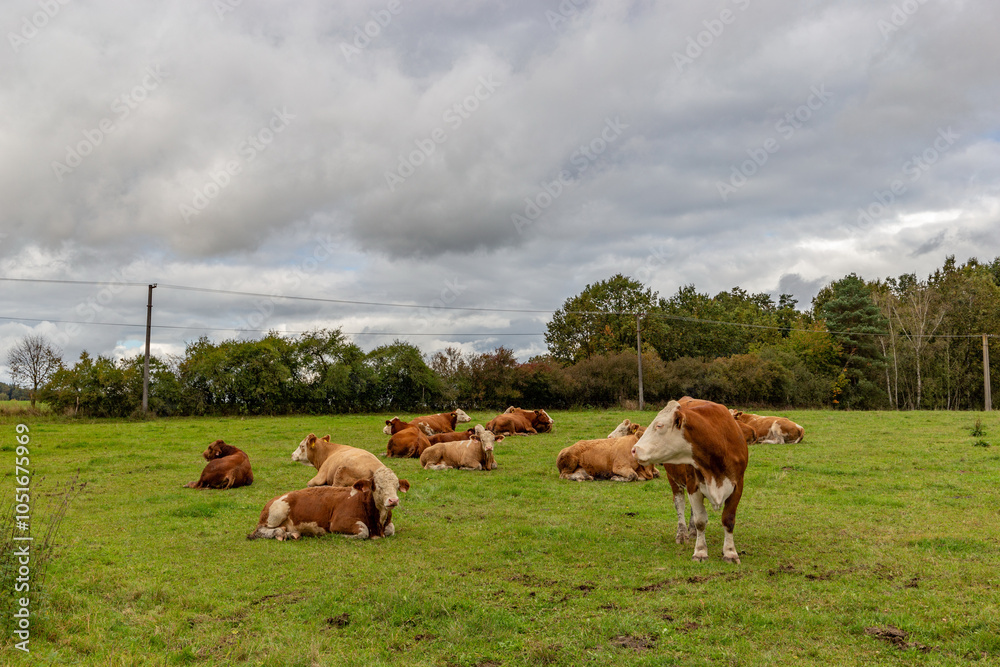 Cows grazing in the pasture