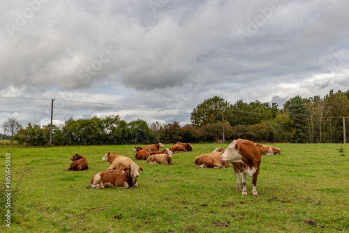 Obraz na płótnie Cows grazing in the pasture w salonie