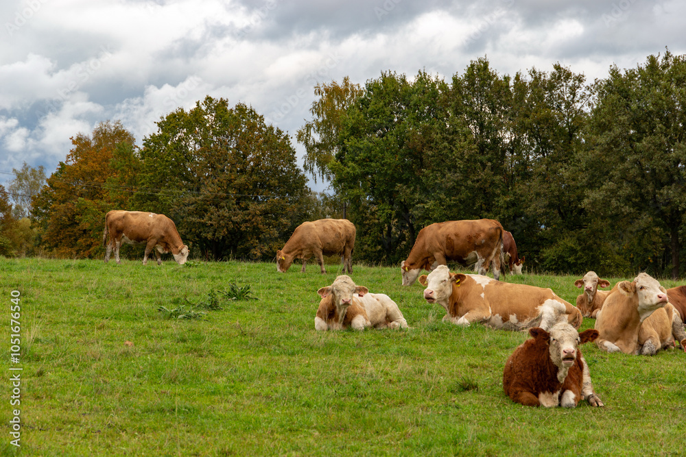 Cows grazing in the pasture