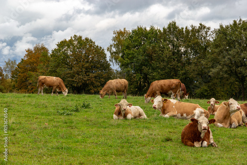 Obraz na płótnie Cows grazing in the pasture w salonie