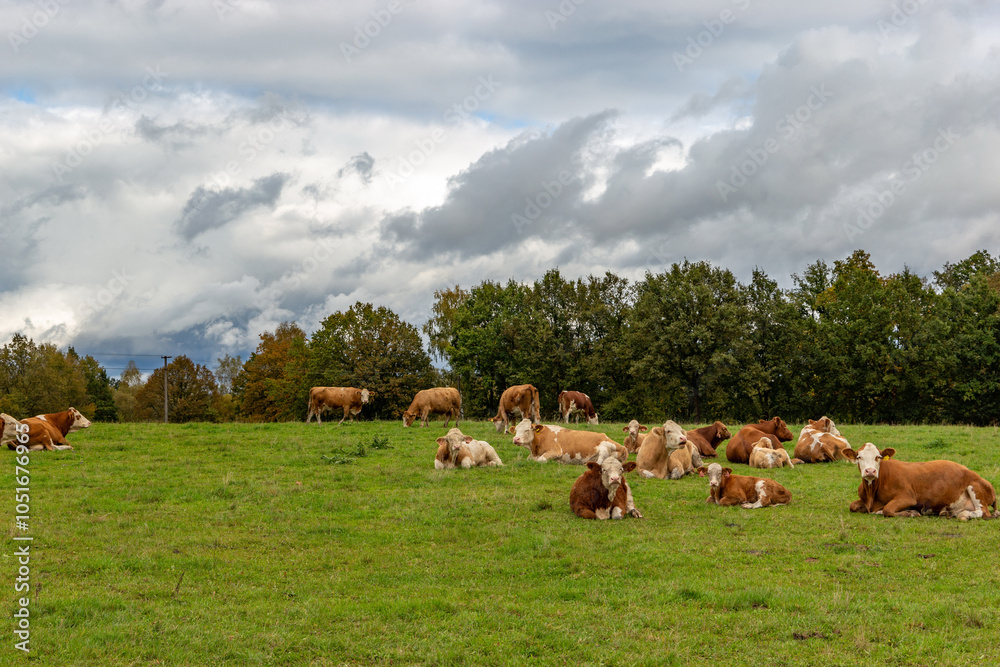 Cows grazing in the pasture
