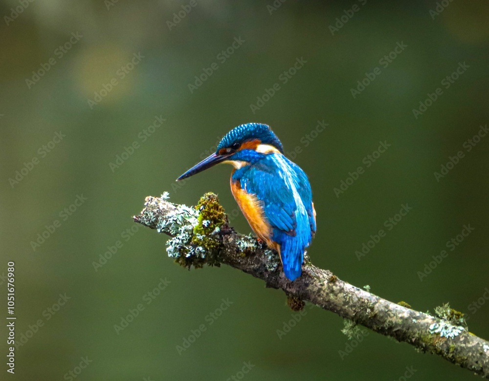 Obraz premium Vibrant kingfisher on a mossy branch